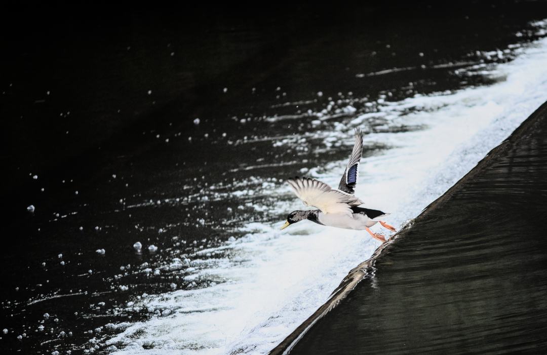 Playful Duckling Leaps Waterfall in Scenic Vianden